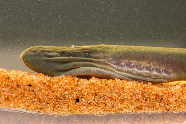 کشفی که دانشمندان را شگفت‌زده کرد/ ماهی باستانی خیلی دور از زادگاهش پیدا شد!