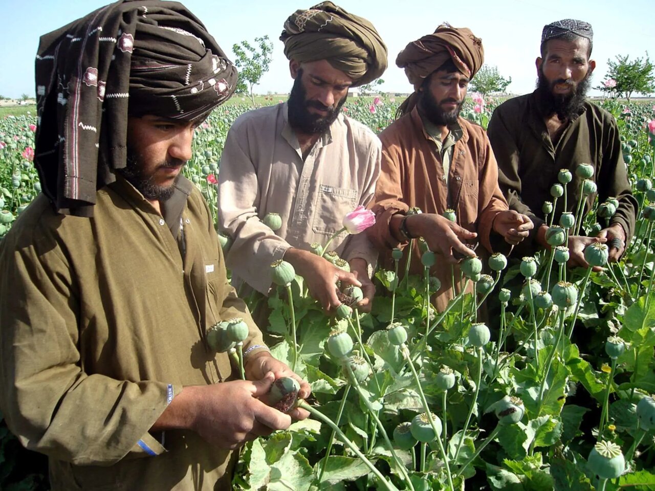 نگاهی به وضعیت کشت تریاک در افغانستان/ طالبان چگونه تحریم‌ها را دور می‌زنند؟