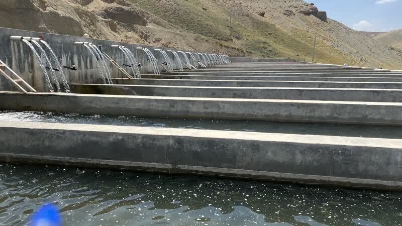 طرح پرورش ماهی شیلات سد سیازاخ در شهرستان دیواندره افتتاح شد