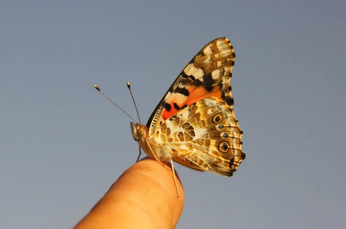 این پروانه کوچک رکورد مهاجرت را شکست: ۴۰۰۰ کیلومتر در ۸ روز، یک‌نفس / عکس