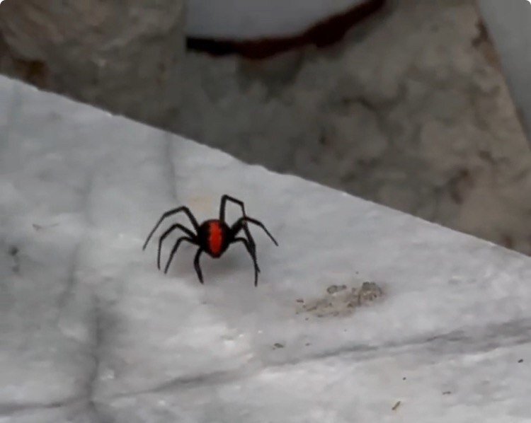 مشاهده یکی از سمی‌ترین عنکبوت‌های دنیا در جزیره قشم/ بیوه سیاه چه شکلی است؟