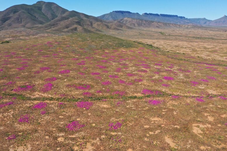 کشف قدیمی‌ترین تپه موریانه‌ با ۳۴ هزار سال قدمت!/ عکس