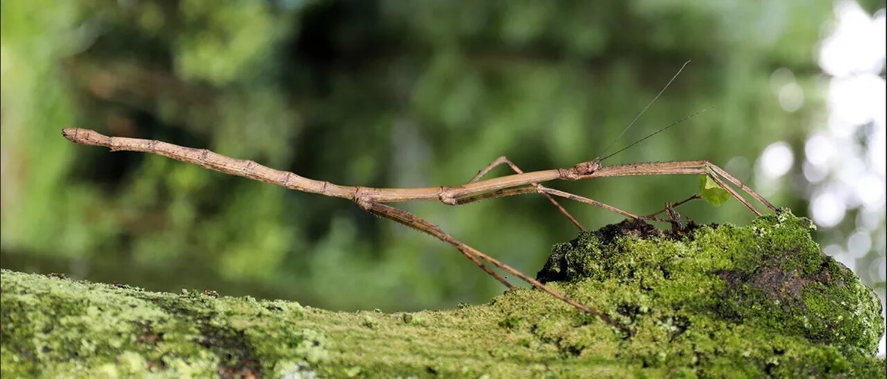 غول‌پیکرترین حشرات جهان، از چوبک ۶۰ سانتی‌متری تا جیرجیرک ۱۰۰ گرمی / گزارش تصویری