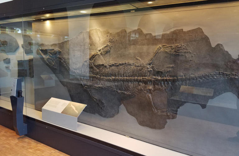 قدیمی‌ترین فسیل هیولاهای دریایی کشف شد / با جد بزرگ دایناسورها آشنا شوید / عکس